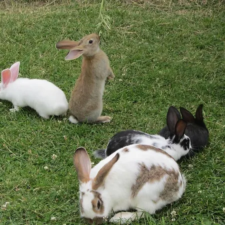 罗日特斯吉昂公寓 公寓 尚波吕克