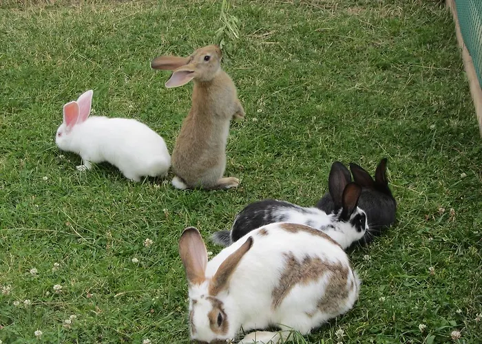 Lo Retsignon Apartment Champoluc